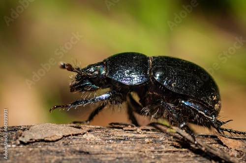Dung beetle on the forest floor photo