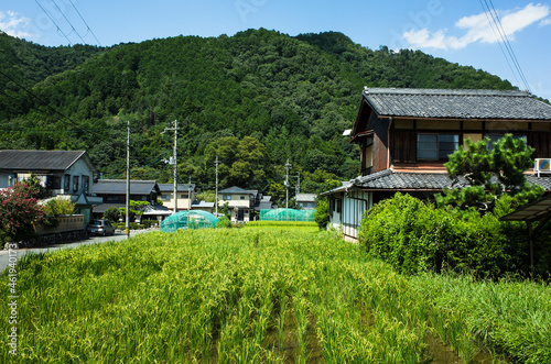 稲と家がある風景