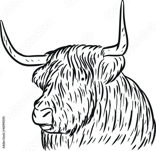 The Highland Cattle is a species of cow native to the Scottish Highlands and Scotland's Outer Hebrides island and has long horns and long hairy hair.