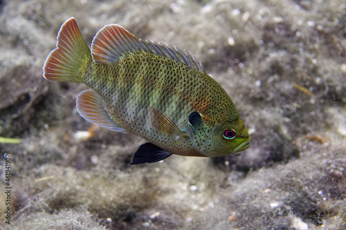 Beautiful Bluegill (Lepomis macrochirus) in a central Florida spring.