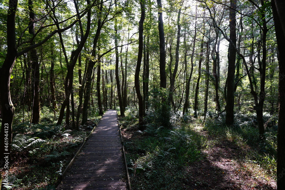 a refreshing summer forest with a boardwalk, in the sunlight a refreshing summer forest with a boardwalk, in the sunlight