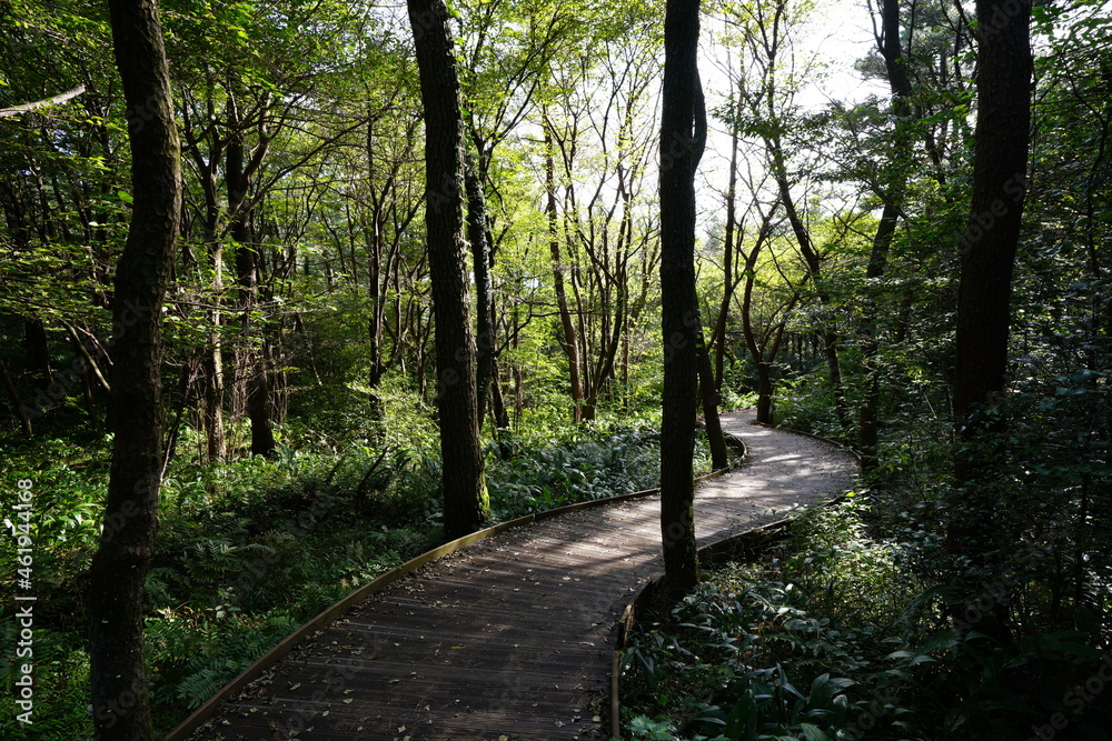 Fototapeta premium a refreshing summer forest with a boardwalk, in the sunlight