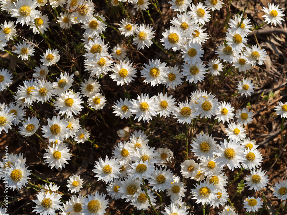 Field of white daisy flowers with a yellow centre Field of white daisy flowers with a yellow centre