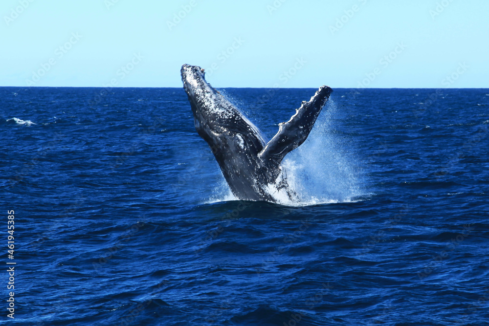 Fototapeta premium Humpback whales in Australia whale watching