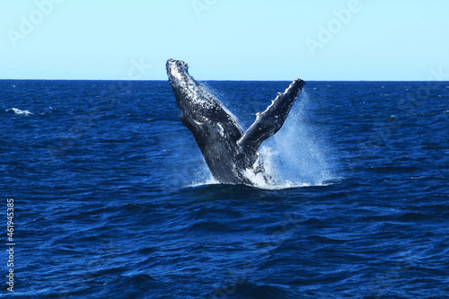 Humpback whales in Australia whale watching © Anele