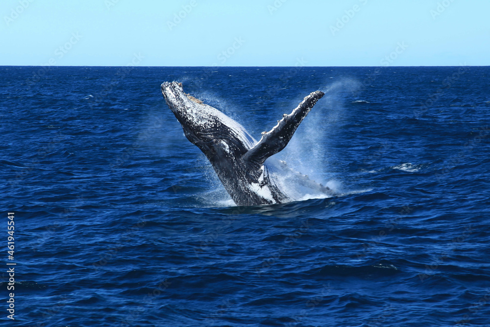 Fototapeta premium Humpback whales in Australia whale watching