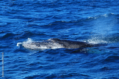 Photography Humpback whales in Australia whale watching