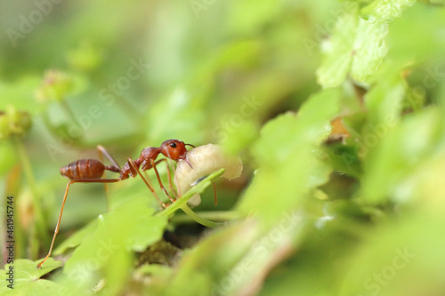 A Worker Fire Ant Doing Its Job Carrying an Egg to the New Nest © glifeisgood