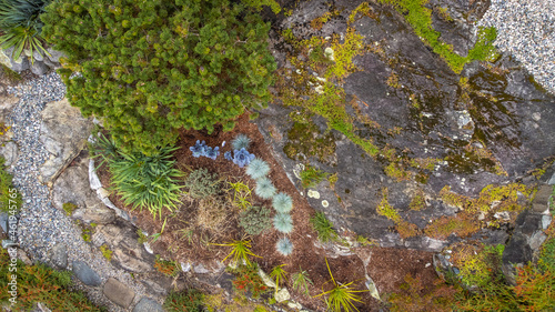 Top down view of bushes and plants in a rocky garden © Matthew