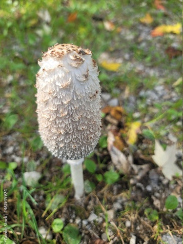 mushroom in the forest