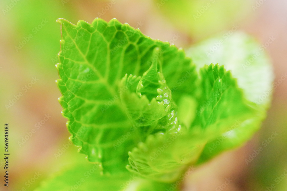 植物 マクロ 植物 マクロ