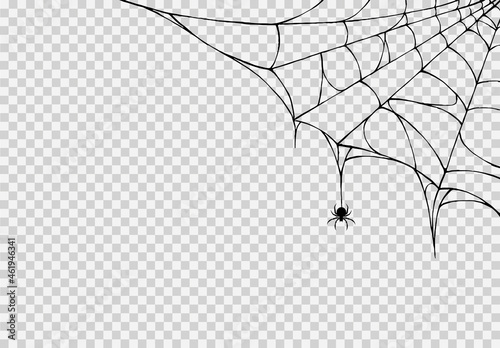 Spider hanging from spiderwebs isolated png or transparent texture, Halloween party background,blank space for text,element template for poster,brochures, online advertising,vector illustration