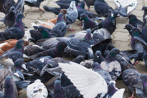 Pigeons on city street. Partial blur.