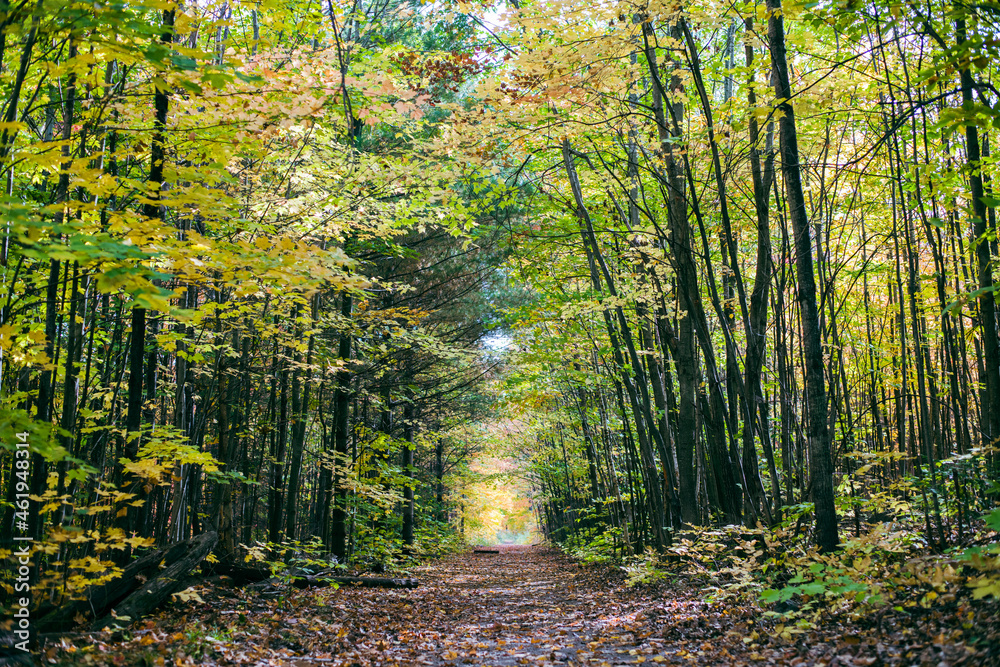 Obraz premium autumn in the forest