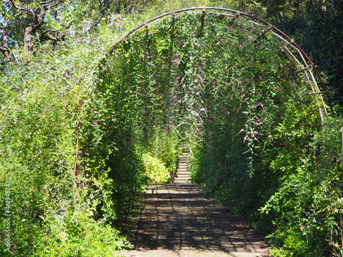 美しい萩の花のトンネル