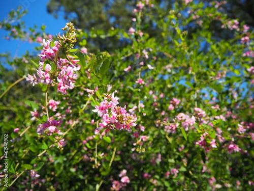 美しく咲くピンク色の萩の花