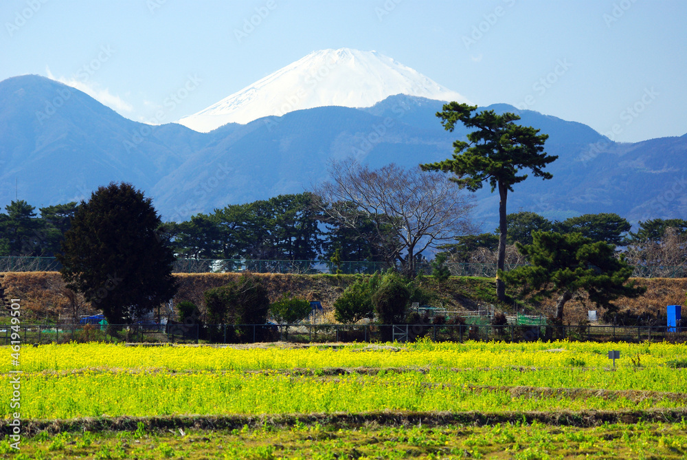 春の富士山と菜の花畑
