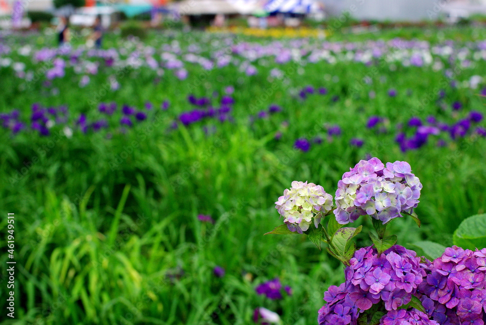 伊勢原のあやめ祭りにて