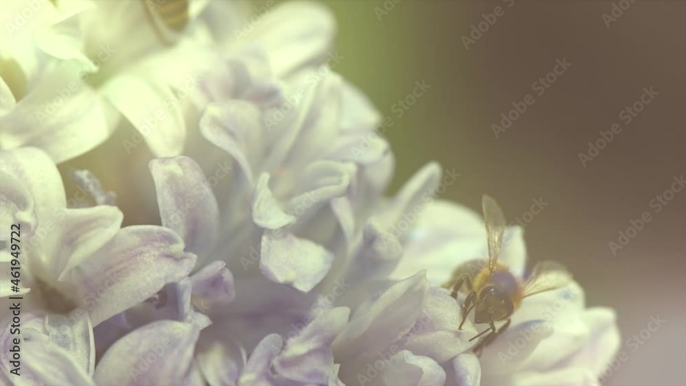 Honey bee on beautiful hyacinth flower working. Fluffy honey bee collecting nectar on the blossom. Honey. Green nature blurred background. Super slow motion video footage. High speed camera shot Honey bee on beautiful hyacinth flower working. Fluffy honey bee collecting nectar on the blossom. Honey. Green nature blurred background. Super slow motion video footage. High speed camera shot
