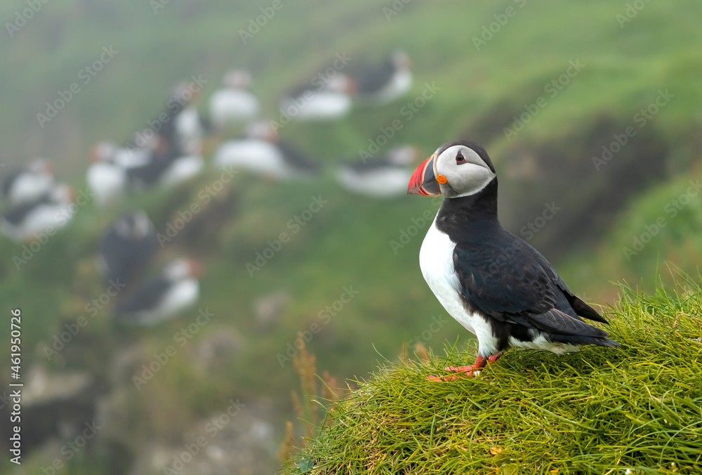 Fototapeta premium Puffins in the mist on the cliffs of the Mykines Island, Faroe Islands