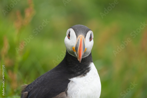 Puffins in the mist on the cliffs of the Mykines Island, Faroe Islands © Luis