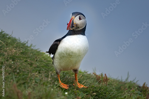 Puffins in the mist on the cliffs of the Mykines Island, Faroe Islands © Luis