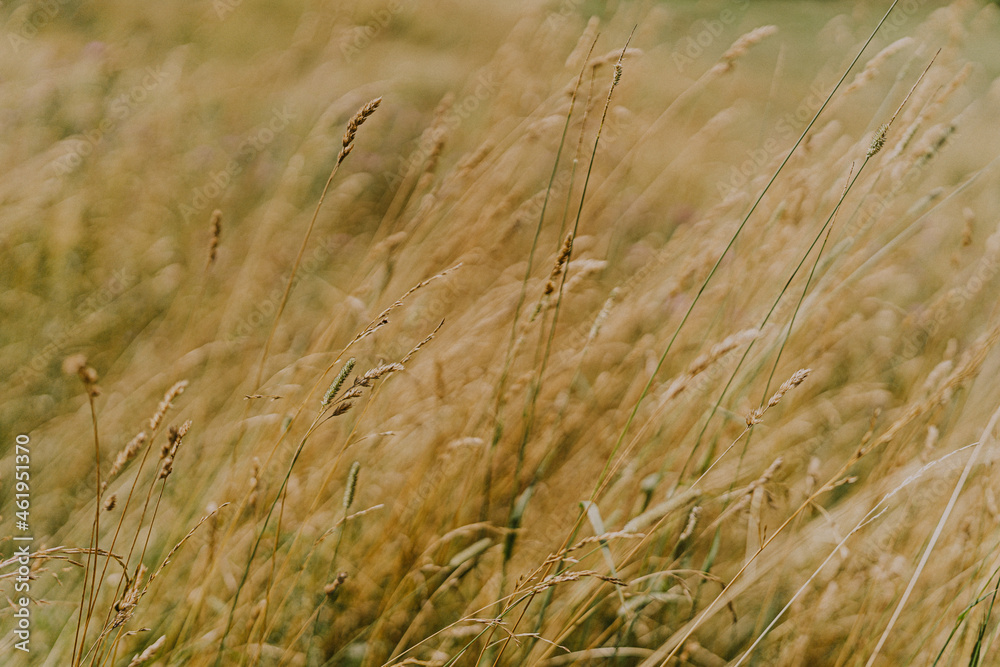 Fototapeta premium wheat field in the wind