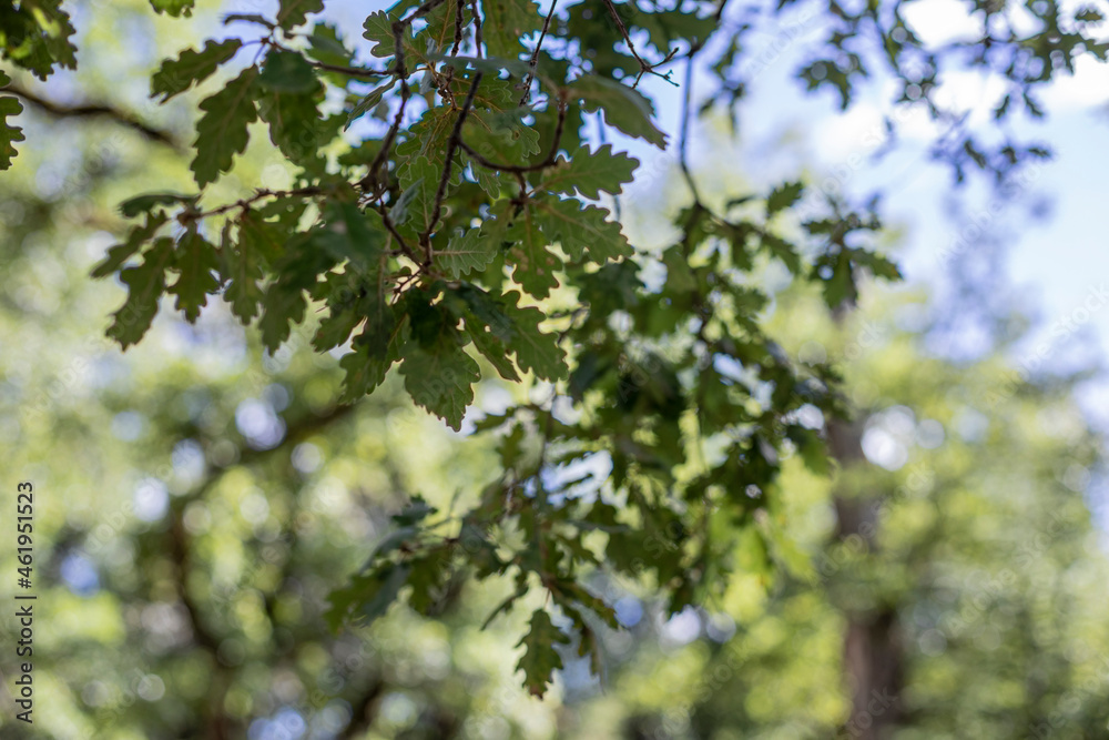 Branchages dans un forêt de chênes