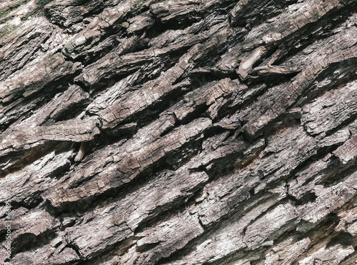 A textured backfround of the tree bark