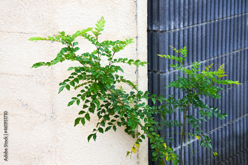 Plant growing out of corner of black and white wall background texture / 白黒の壁の角から生えた植物の背景テクスチャ