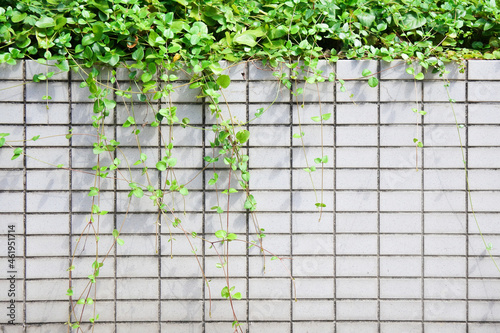 White block with ivy hanging down background texture / ツタが垂れさがる白いブロックの背景テクスチャ