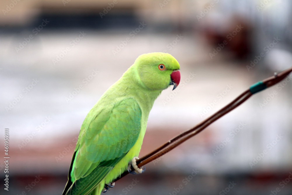 a green parrot sitting on a wire a green parrot sitting on a wire