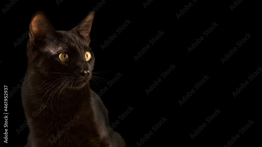 Portrait of a black cat on a black background with copy space. A superstitious evil animal. Halloween is a creepy horror holiday.
