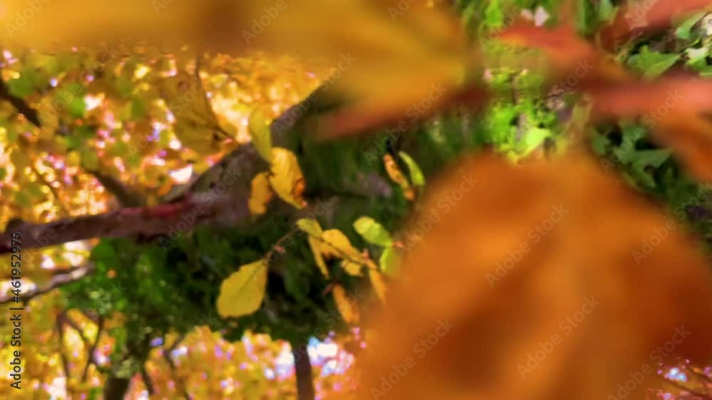 VERTICAL, CLOSE UP: Detailed shot of an autumn colored mossy tree trunk covered in ivy. Lush green moss and ivy climb up the bark of a towering deciduous tree deep in the vibrant fall colored forest. VERTICAL, CLOSE UP: Detailed shot of an autumn colored mossy tree trunk covered in ivy. Lush green moss and ivy climb up the bark of a towering deciduous tree deep in the vibrant fall colored forest.