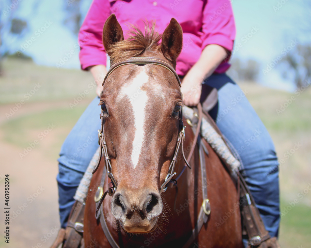 Obraz premium portrait of a horse