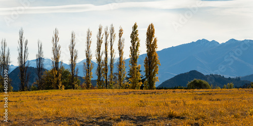 Golden autumn trees standing against the rolling hills in Canterbury region, South Island.