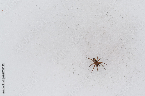 Fotografie, Obraz frozen arachnid