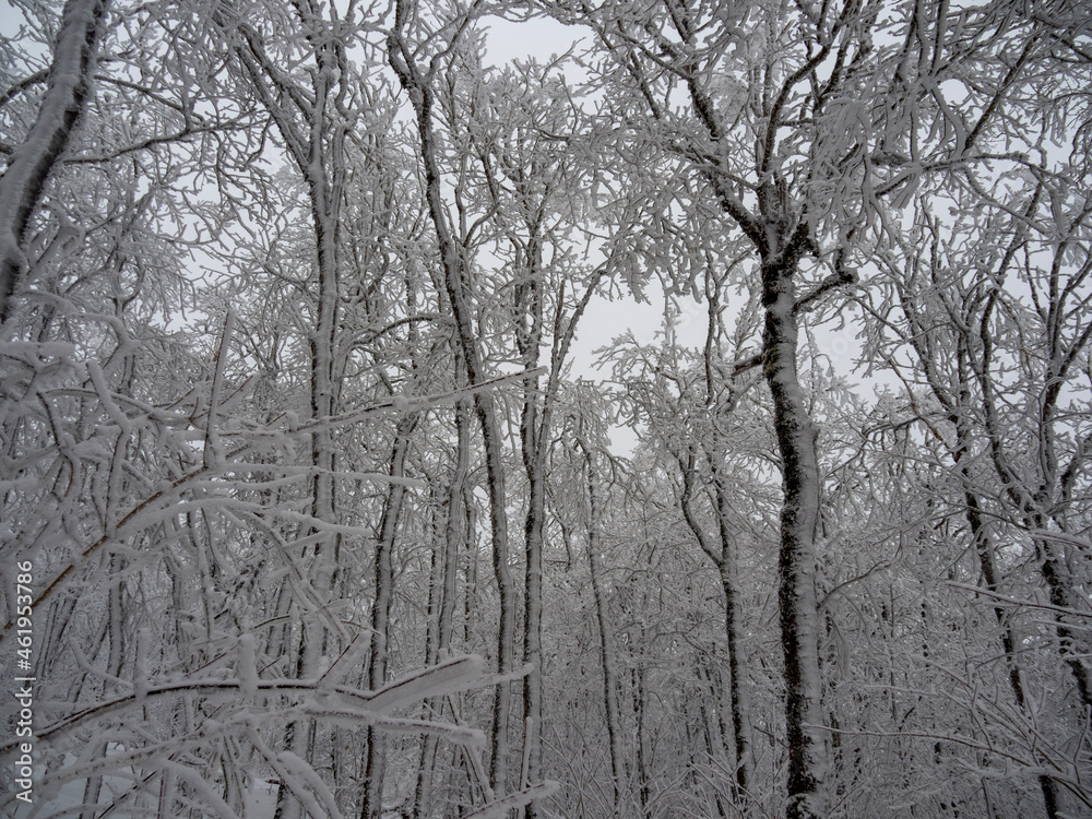 trees in winter