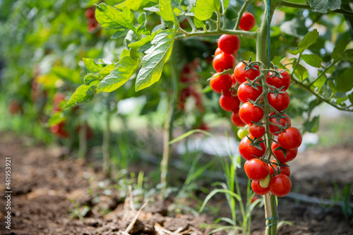 Bild auf Leinwand Beautiful red ripe cherry tomatoes