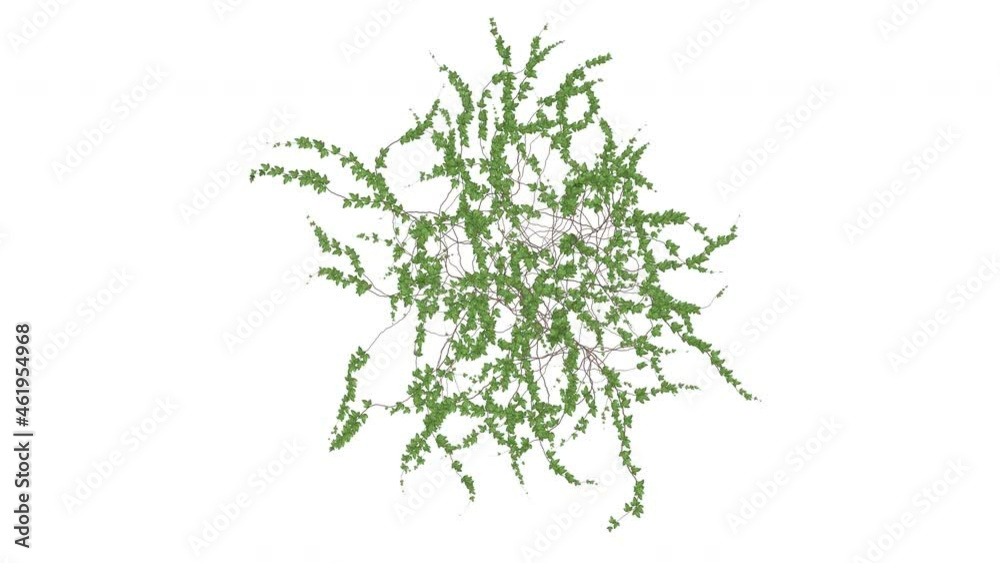 Growing Ivy 4K. Alpha channel included.
Growing Ivy 4K. Alpha channel included.