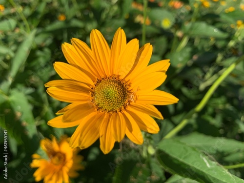 Blossom false sunflower on a green background on a summer sunny day macro photography. Orange heliopsis floral background. 