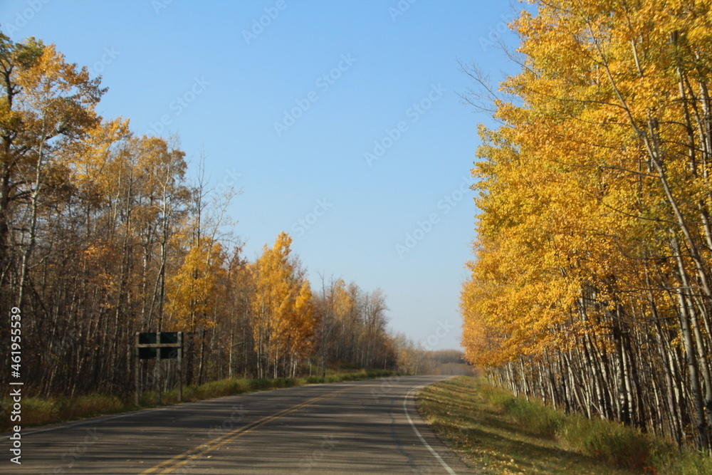 Autumn By The Road, Elk Island National Park, Alberta