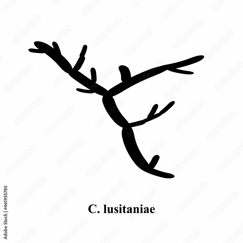 C. lusitaniae candida. Pathogenic yeast-like fungi of the Candida type morphological structure. Vector illustration on isolated background C. lusitaniae candida. Pathogenic yeast-like fungi of the Candida type morphological structure. Vector illustration on isolated background