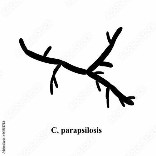 C. parapsilosis candida. Pathogenic yeast-like fungi of the Candida type morphological structure. Vector illustration on isolated background