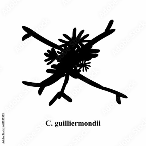 C. guilliermondii candida. Pathogenic yeast-like fungi of the Candida type morphological structure. Vector illustration