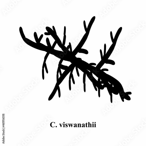 C. viswanathii candida. Pathogenic yeast-like fungi of the Candida type morphological structure. Vector illustration photo