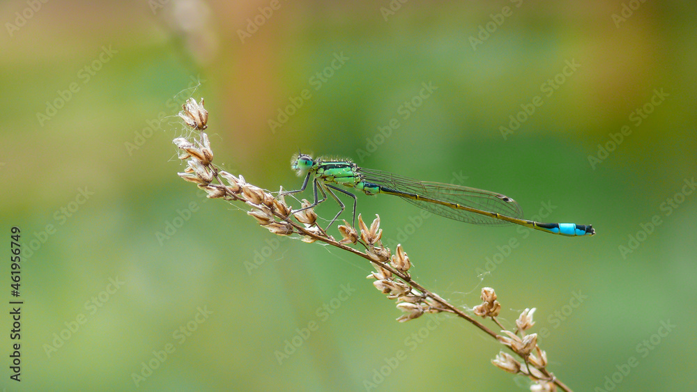 Libelle Libelle