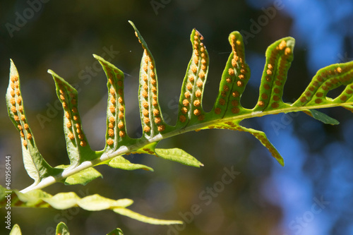 Tüpfelfarn (Polypodium vulgare), Wedel mit Sori auf der Unterseite photo