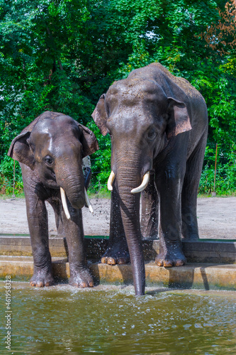 Canvas Print Asian elephants are having shower and drinking at a pool