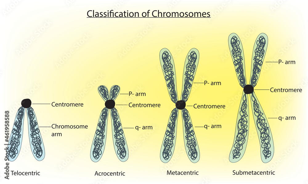 Classification of chromosome (types of chromosome) Stock Vector Adobe